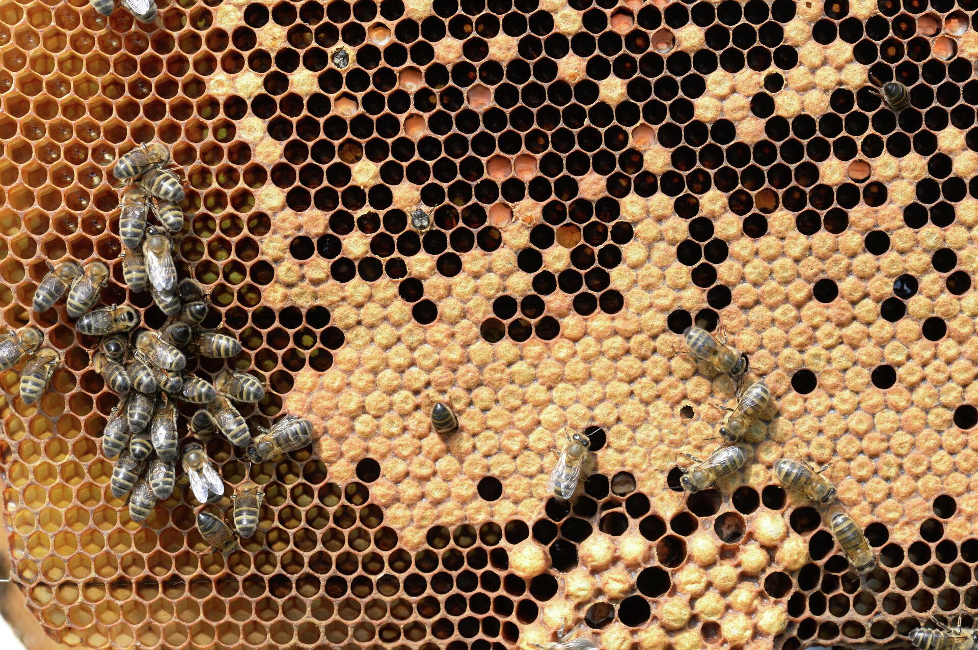 Пчелы в рамочном улье на пасеке в Государственном природном биосферном заповеднике Шульган-Таш в Бурзянском районе Башкирии - РИА Новости, 1920, 15.05.2023