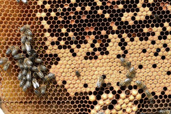 Пчелы в рамочном улье на пасеке в Государственном природном биосферном заповеднике Шульган-Таш в Бурзянском районе Башкирии