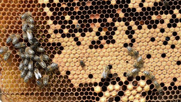 Пчелы в рамочном улье на пасеке