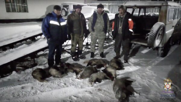 Омские полицейские выявили факт незаконной охоты на барсуков