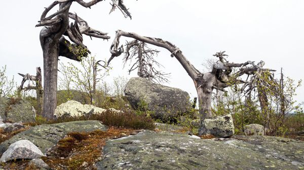 Мёртвые деревья на горе Воттоваара в Карелии