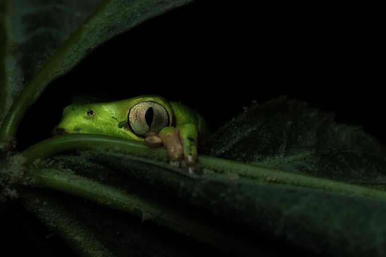 Adriana Claudia Sanz. Работа победителя конкурса Nature Photographer of the Year 2020