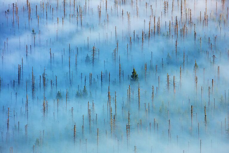 Radomir Jakubowski. Работа победителя конкурса Nature Photographer of the Year 2020