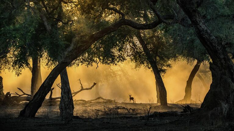 Artur Stankiewicz. Работа победителя конкурса Nature Photographer of the Year 2020