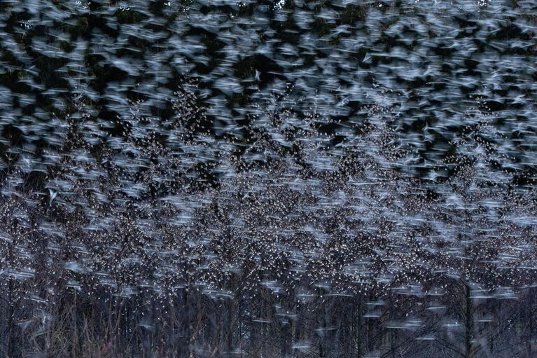 Andreas Geh. Работа победителя конкурса Nature Photographer of the Year 2020