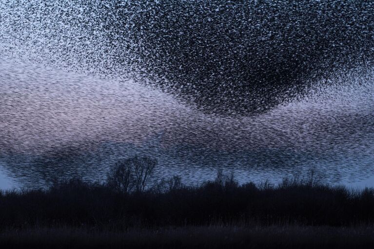 Bart Siebelink. Работа победителя конкурса Nature Photographer of the Year 2020