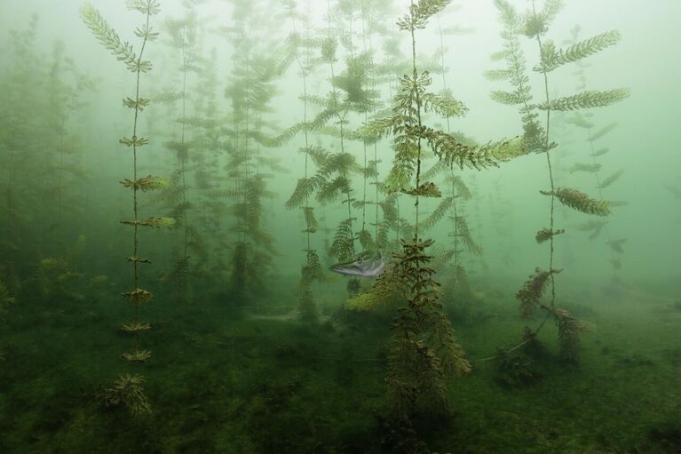 Milos Prelevic. Работа победителя конкурса Nature Photographer of the Year 2020