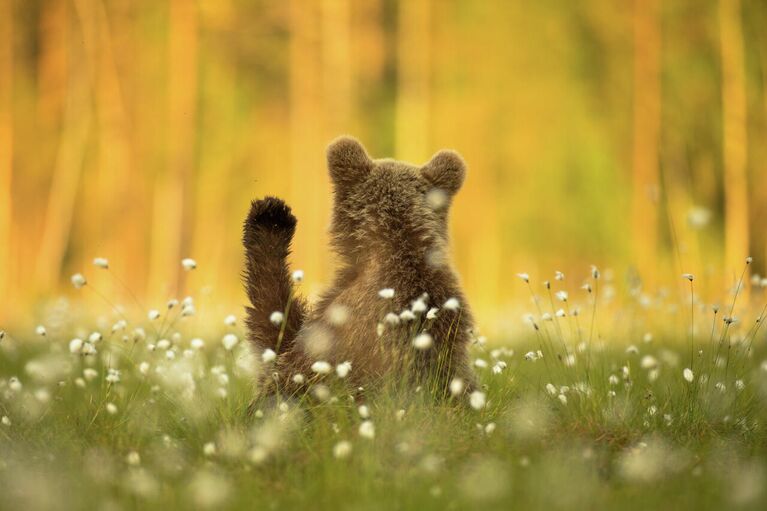 Amit Eshel. Работа победителя конкурса Nature Photographer of the Year 2020