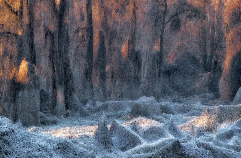 Basileo Stanislao. Работа победителя конкурса Nature Photographer of the Year 2020