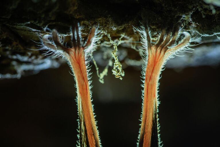 Lili Sztrehárszki. Работа победителя  конкурса Nature Photographer of the Year 2020