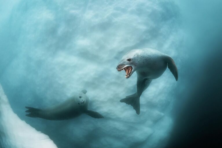 Dmitry Kokh. Работа победителя конкурса Nature Photographer of the Year 2020