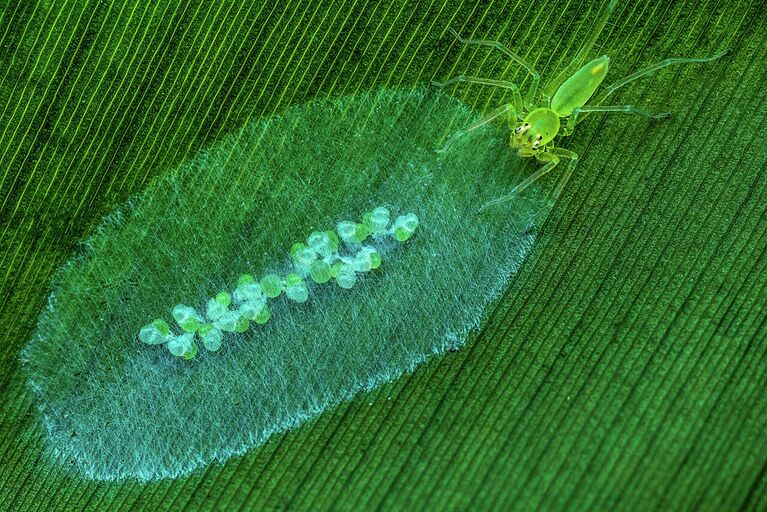 Yuhui Hu. Работа победителя конкурса Nature Photographer of the Year 2020