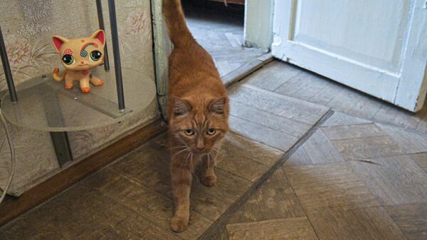 Кошка в квартире радиоастронома Владимира Заболотного