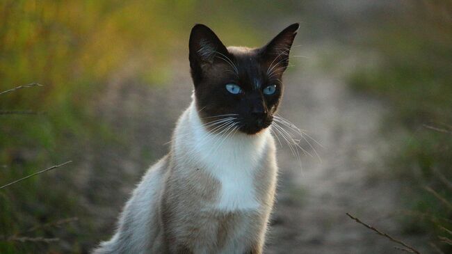 Сиамская кошка