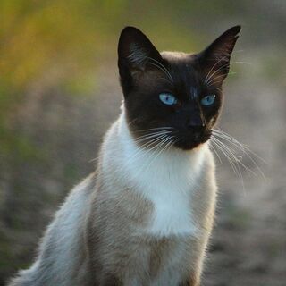 Сиамская Кошка Фото Описание