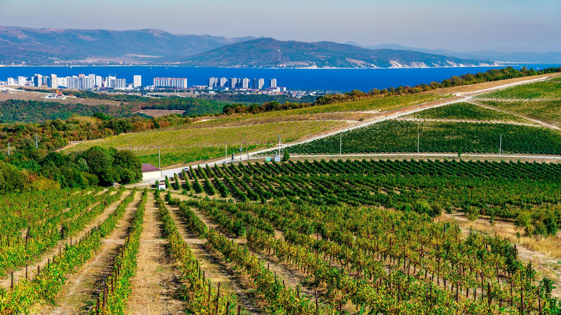 Виноградники, расположенные в Краснодарском крае - РИА Новости, 1920, 05.06.2025