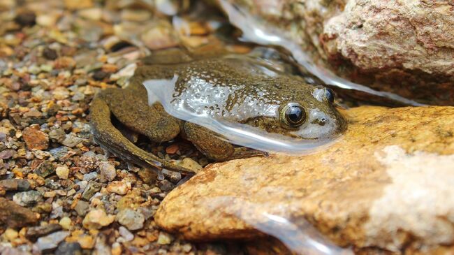 Андский свистун Telmatobius halli