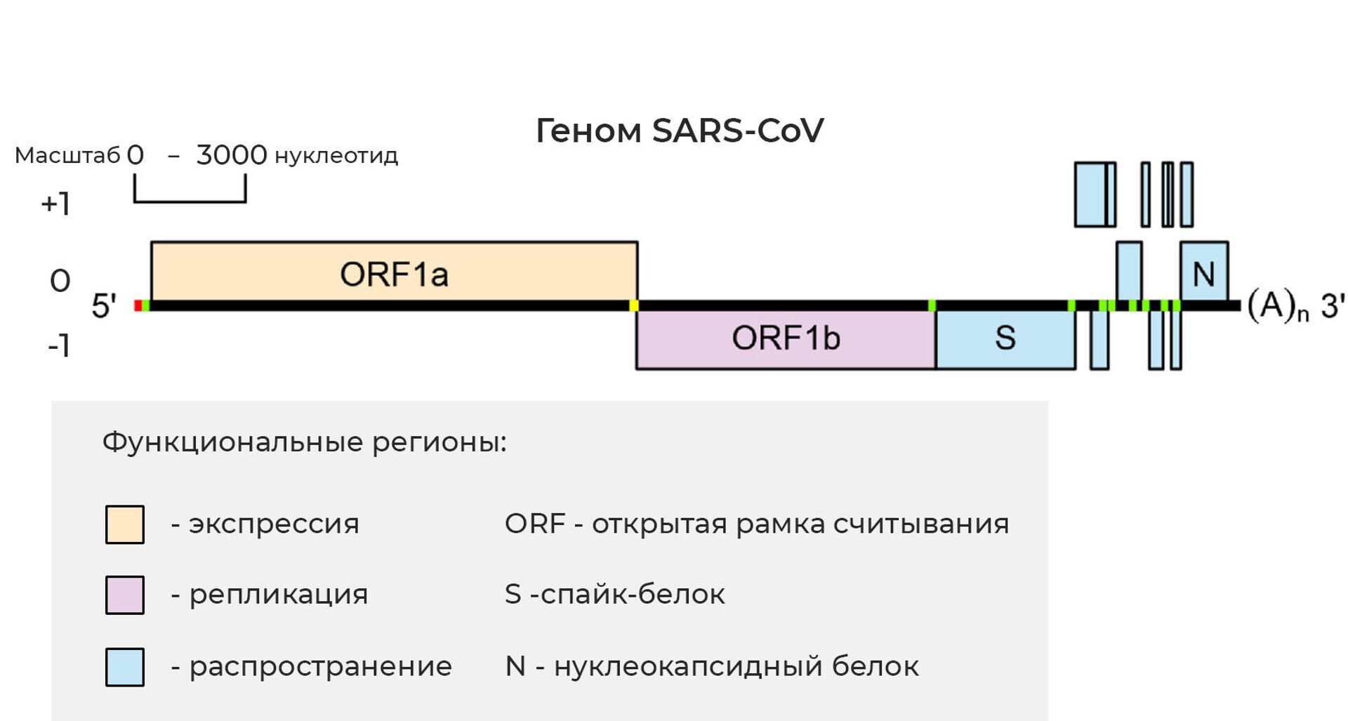Геном SARS-CoV-2 - РИА Новости, 1920, 16.12.2020