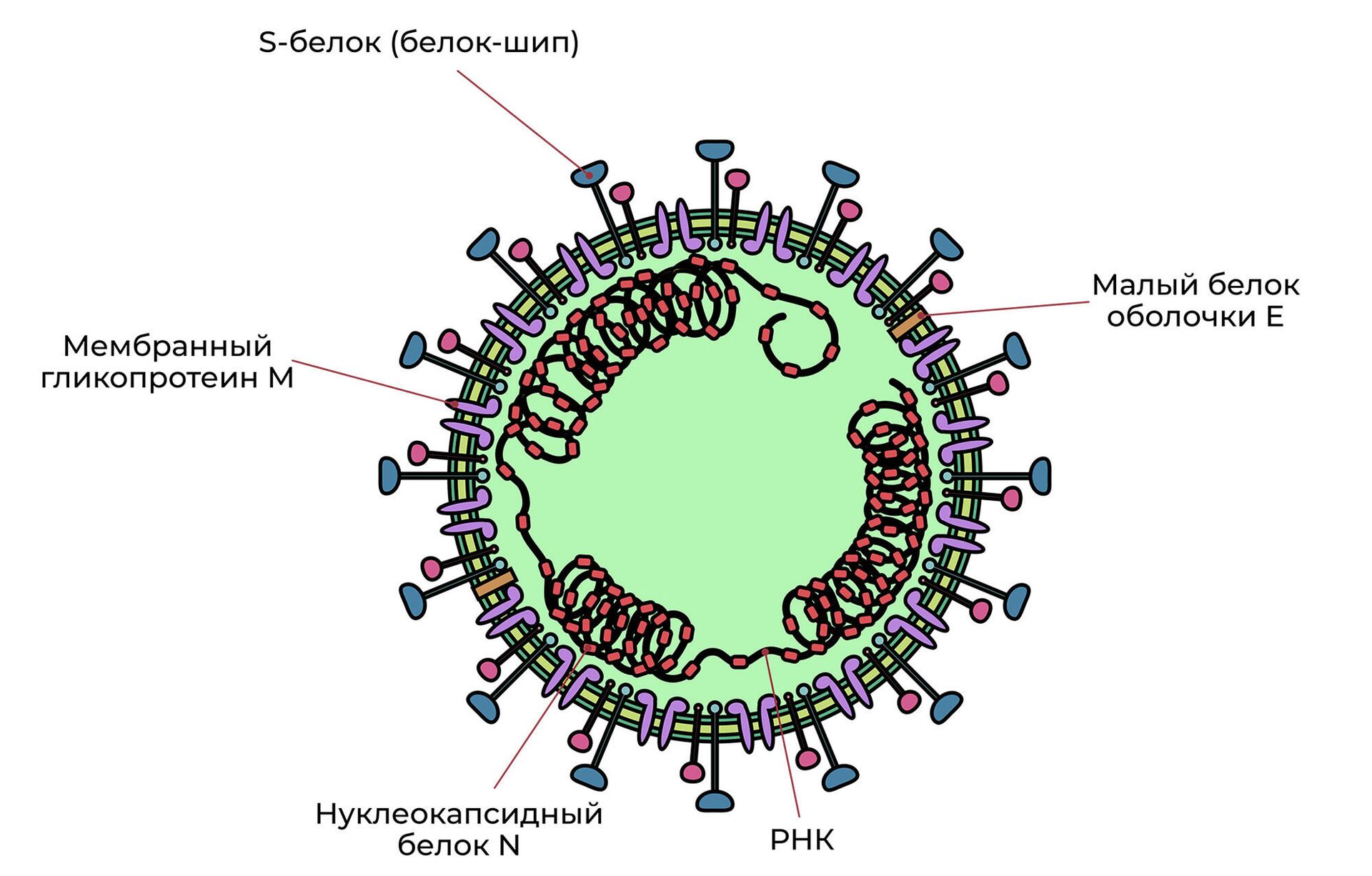 Вирусная частица SARS-CoV-2. РНК заключено в мембранную оболочку с белками-шипами - РИА Новости, 1920, 26.10.2021