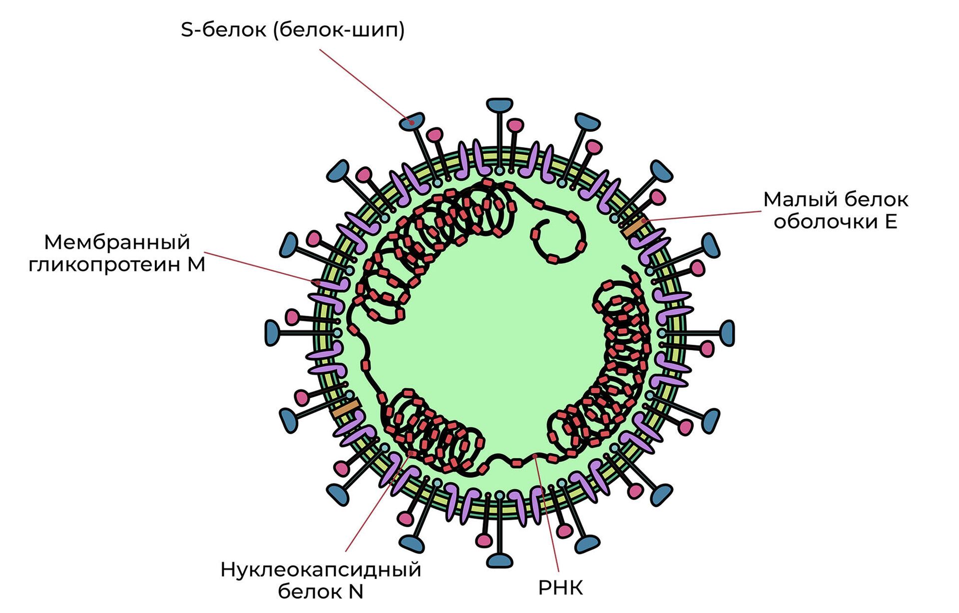 Вирусная частица SARS-CoV-2. РНК заключено в мембранную оболочку с белками-шипами - РИА Новости, 1920, 21.12.2020