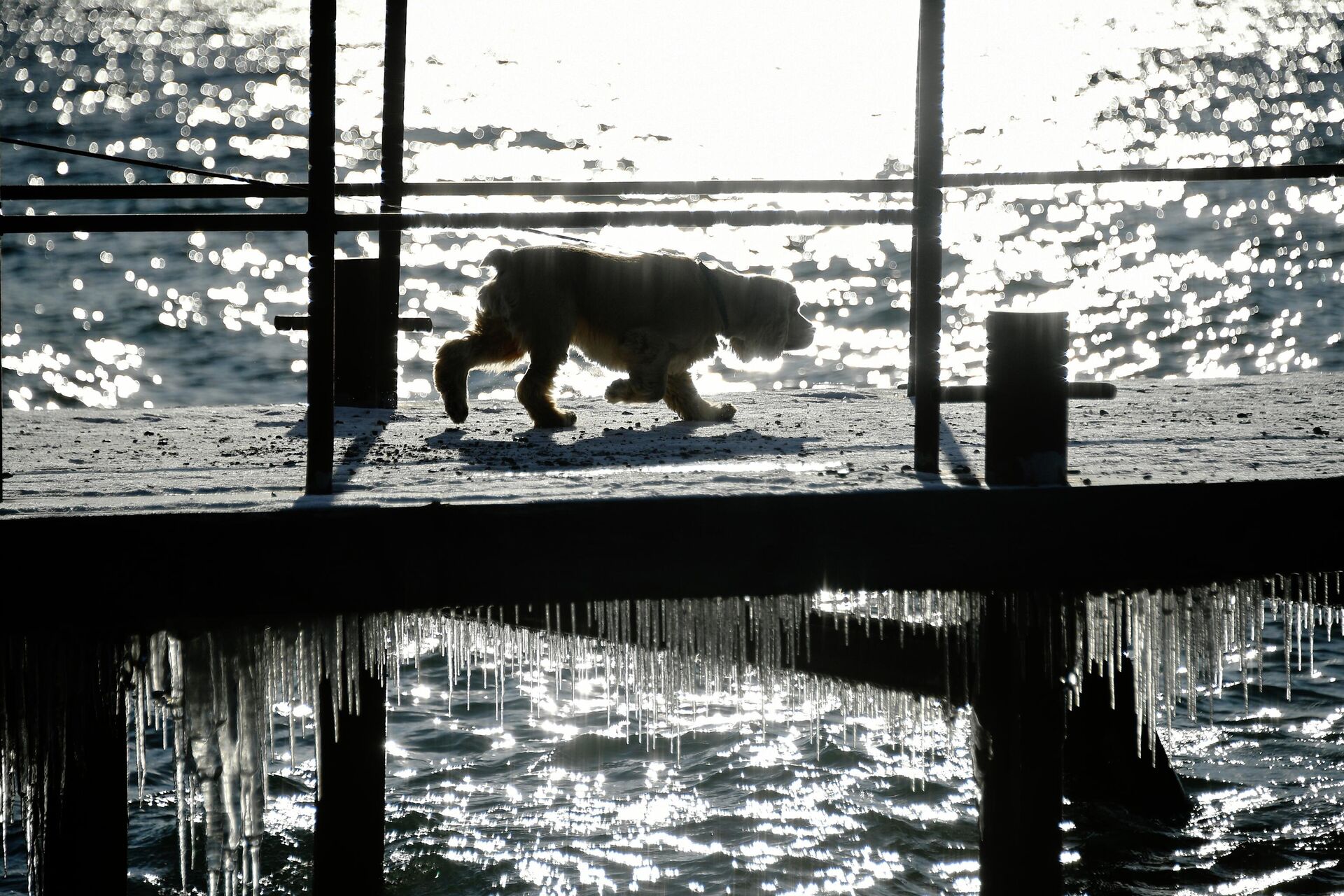 Собака на причале озера Байкал - РИА Новости, 1920, 26.12.2023