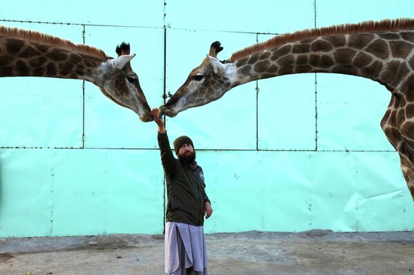 Сотрудник зоопарка в Пешаваре кормит жирафов
