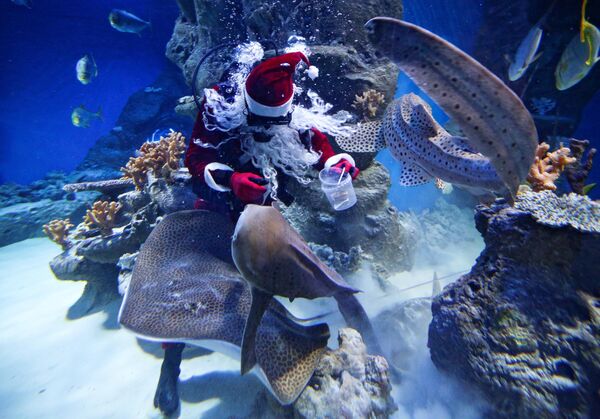 Дайвер в костюме Деда Мороза в аквариуме новосибирского океанариума