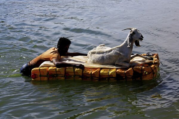 Мужчина переправляет козу  на самодельном плоту через реку Сетит на границе между Суданом и Эфиопией 