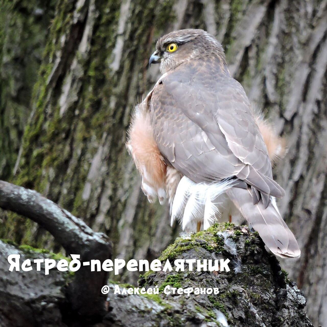 Краснокнижного ястреба-перепелятника заметили в Москве - РИА Новости,  19.04.2022