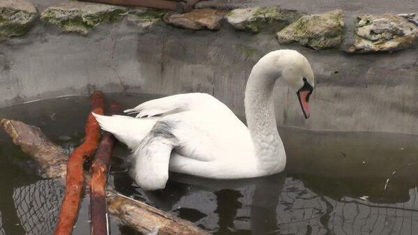 Спасение белого лебедя: в Крыму нашли и доставили в зоопарк раненую птицу