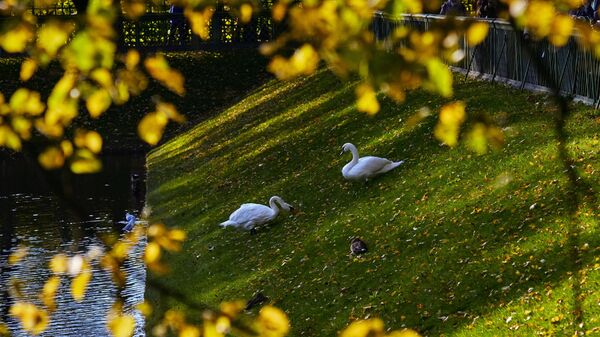 Лебеди в Летнем саду в Санкт-Петербурге.