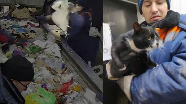 В Ульяновске рабочие спасли выброшенного в мусор кота 