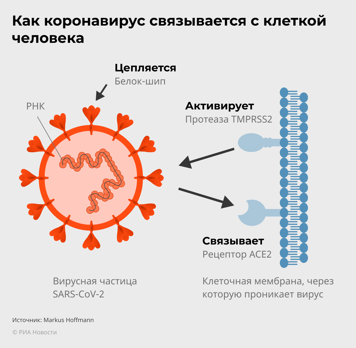 Коронавирус спайковый белок. Белки вирусов. Механизм действия вакцины Спутник v. Вирус проникает в клетку.