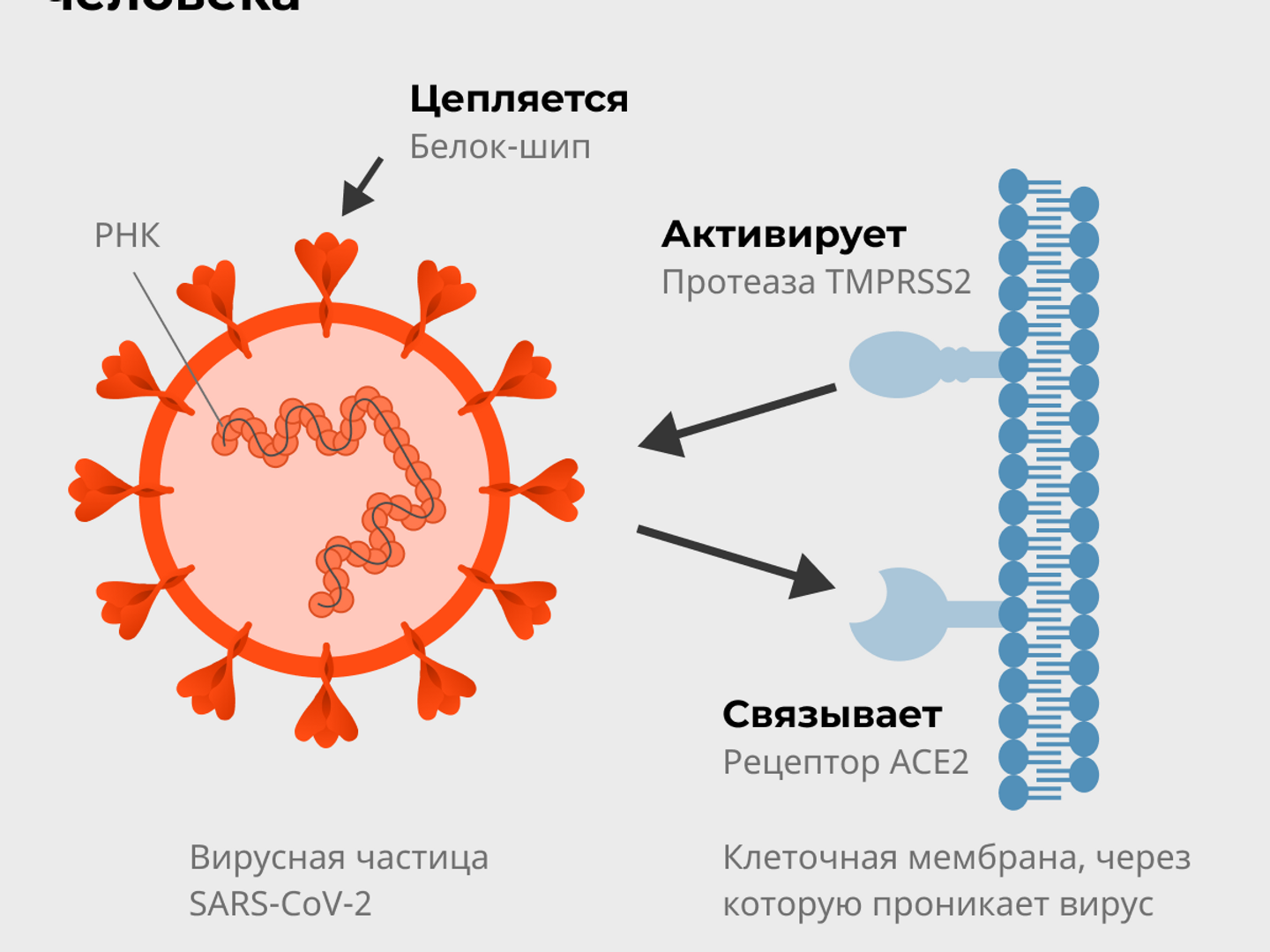 Кто помог раскрыть тайну коронавируса - РИА Новости, 08.02.2021