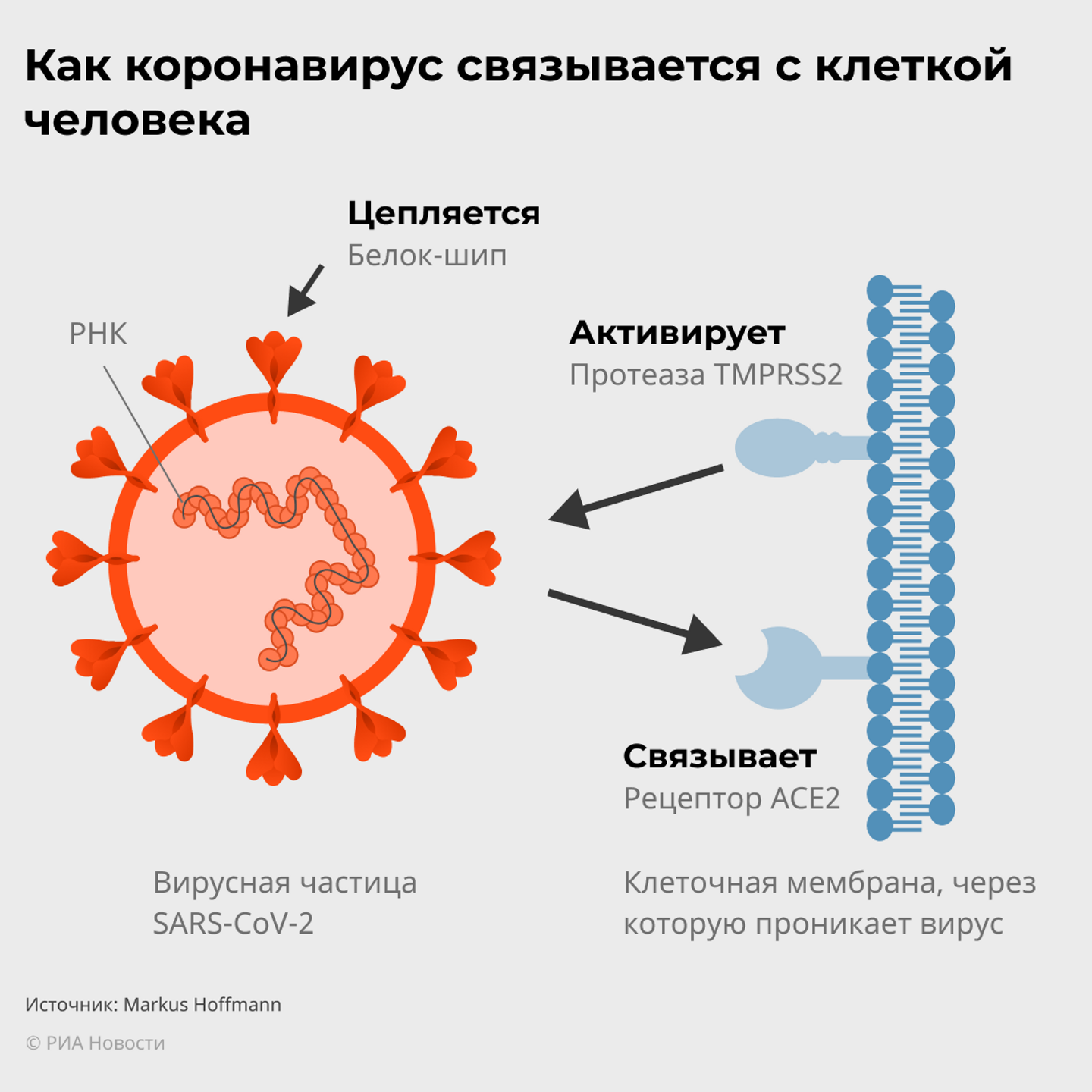 Удар ниже пояса. Врач рассказал о влиянии ковида на сперму - РИА Новости,  17.02.2021