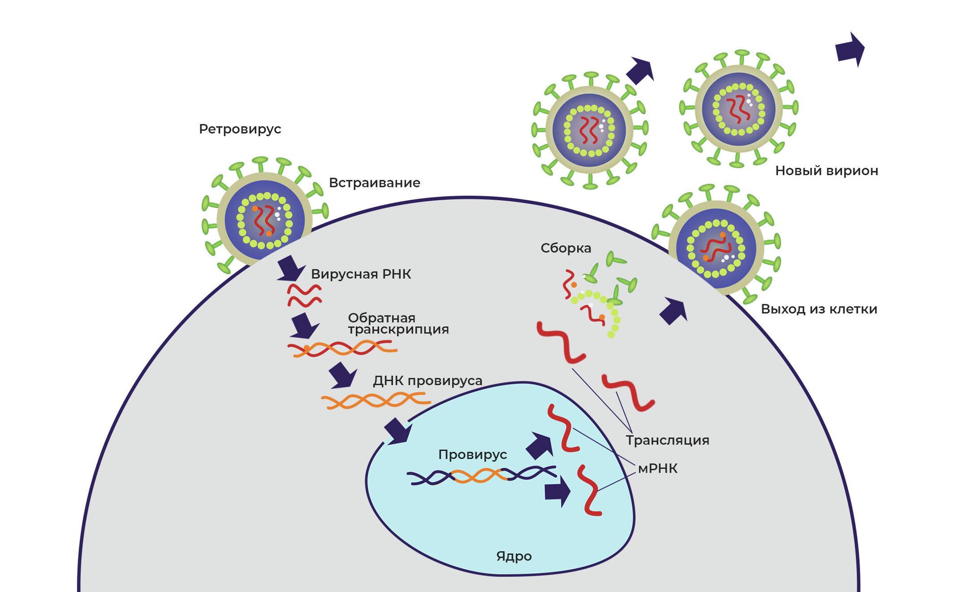 Жизненный цикл ретровируса - РИА Новости, 1920, 23.12.2020