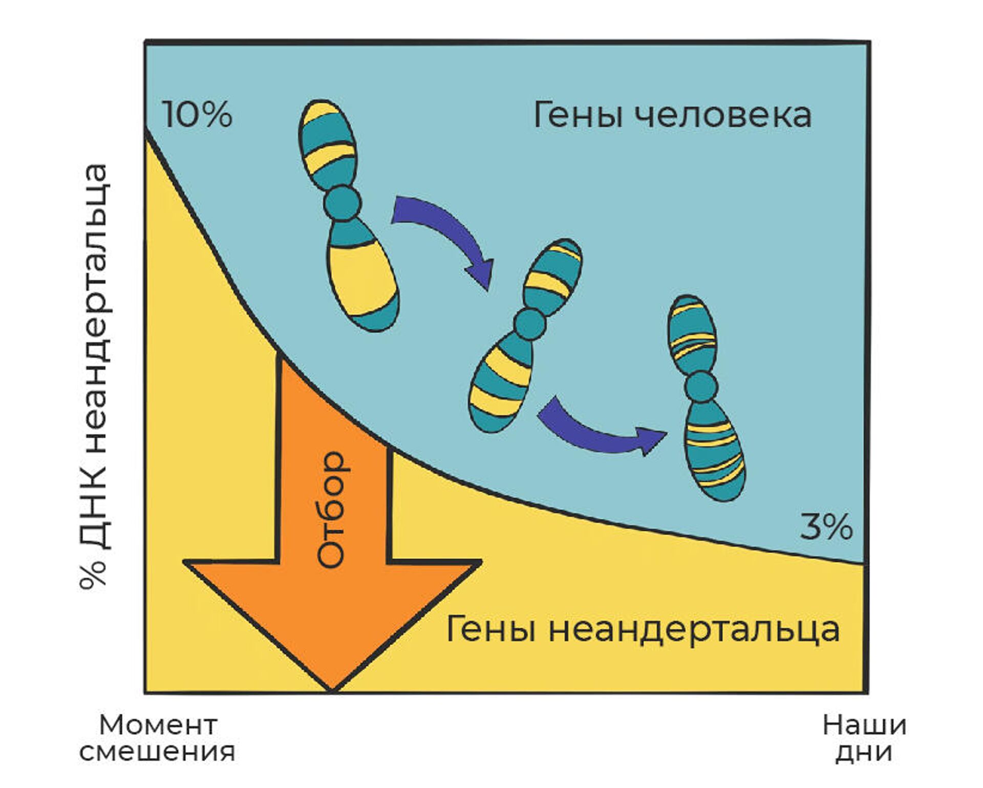 Снижение процента ДНК в геноме человека, вызванное естественным отбором. Изображенные хромосомы иллюстрируют тот факт, что доля неандертальской ДНК не только уменьшается со временем, но также распространяется на все меньшие и меньшие сегменты из-за эффекта рекомбинации - РИА Новости, 1920, 28.12.2020