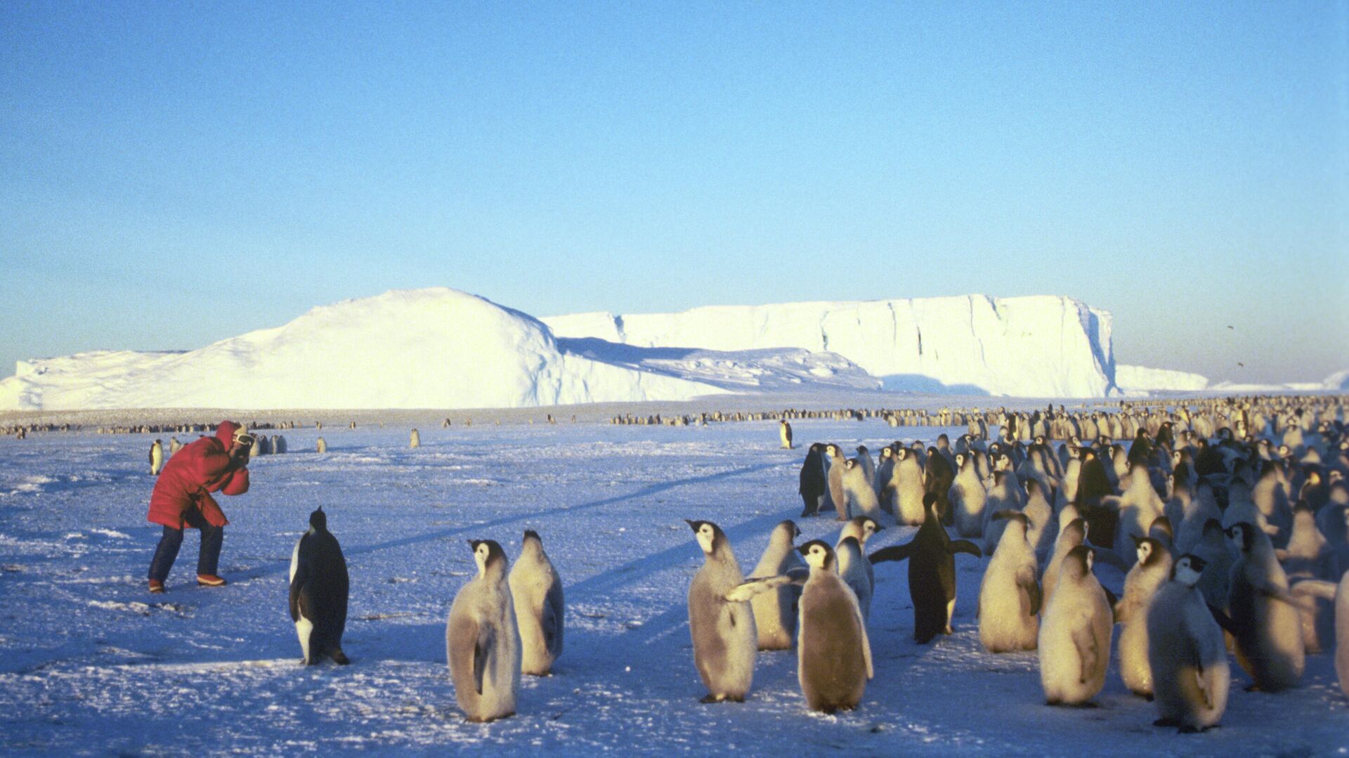 Пингвины в Антарктиде - РИА Новости, 1920, 05.01.2021
