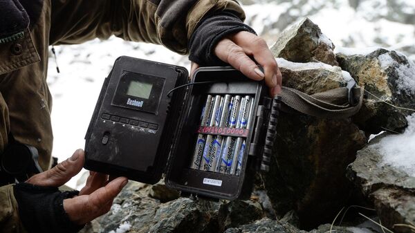  Сотрудник национального парка снимает данные с фотоловушки