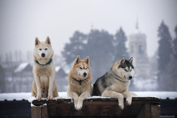 Собаки породы хаски в деревне Рузская Аляска в Подмосковье