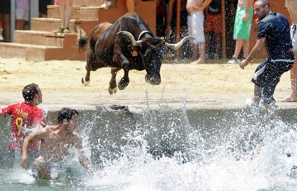 Бык прыгает в море во время фестиваля Быки в море в Дении, Испания 