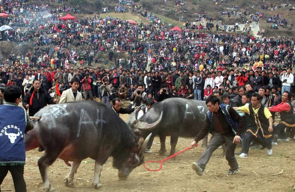 Представители народа мяо наблюдают за битвой быков в уезде Кайян, Китай 