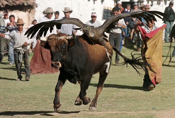 Разъяренный бык с кондором на спине на празднике Явор (Фестиваль крови) в Перу 