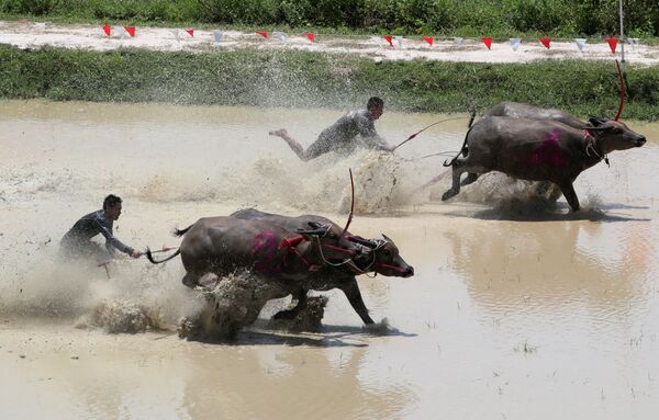 Фестиваль гонок на быках в Таиланде 