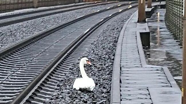 Лебедь, затруднивший движение поездов на железной дороге в Германии
