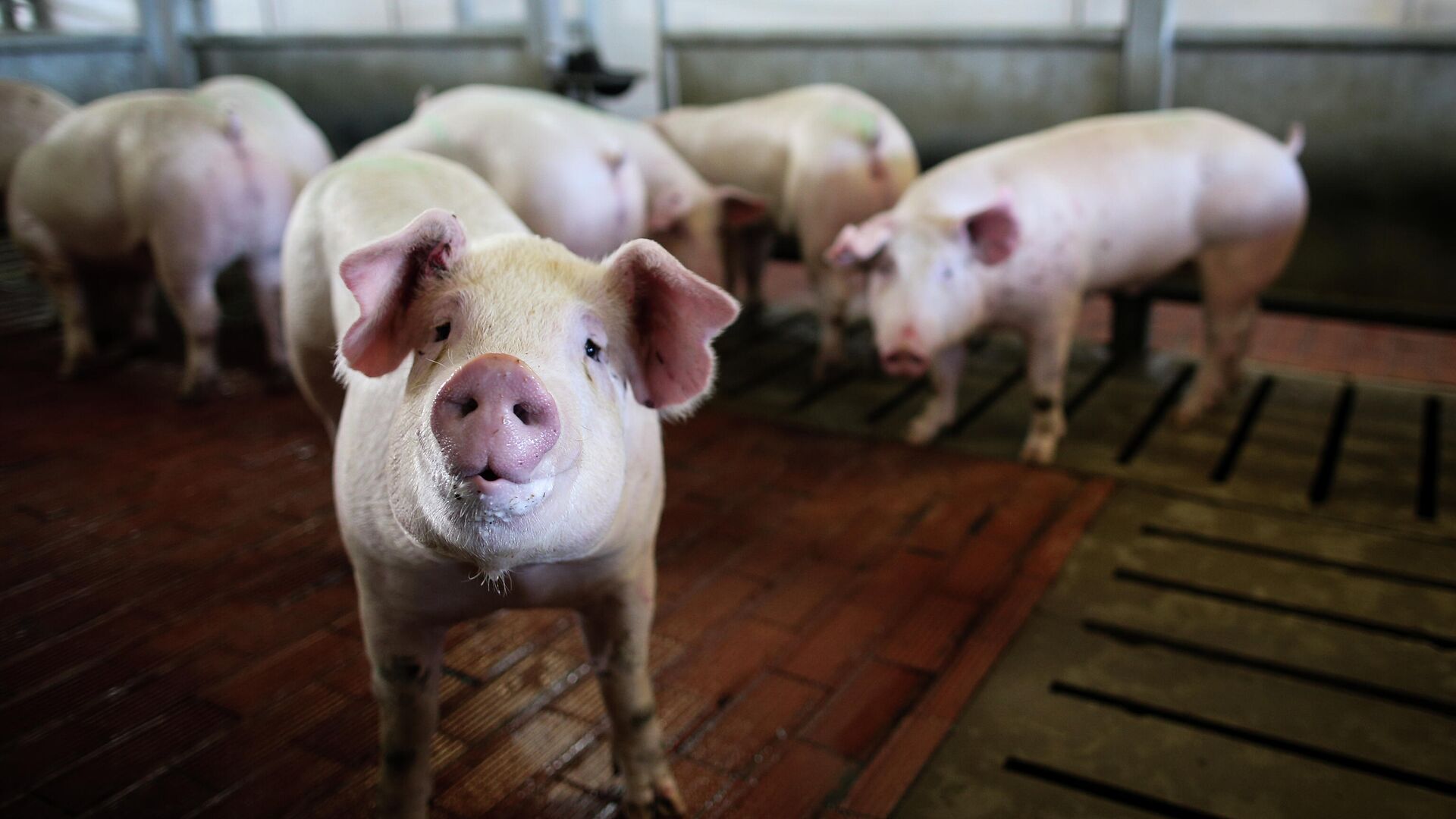 Американские ученые смогли оживить свинью спустя час после смерти - РИА  Новости, 04.08.2022