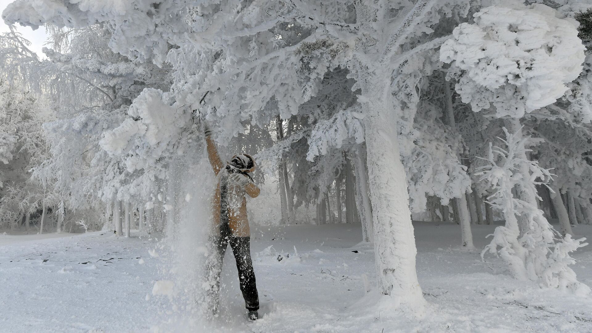 Женщина стряхивает снег с веток во время прогулки в 30-градусный мороз в лесу на берегу Енисея в Красноярском крае - РИА Новости, 1920, 02.01.2021