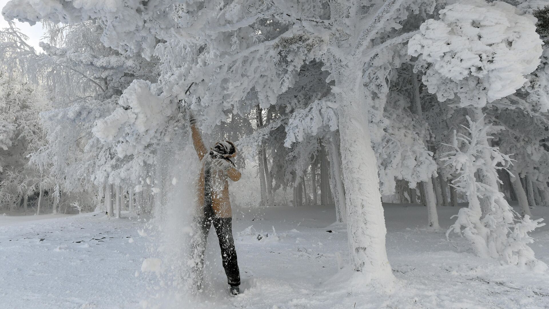 Женщина стряхивает снег с веток во время прогулки в 30-градусный мороз в лесу на берегу Енисея в Красноярском крае - РИА Новости, 1920, 08.01.2021