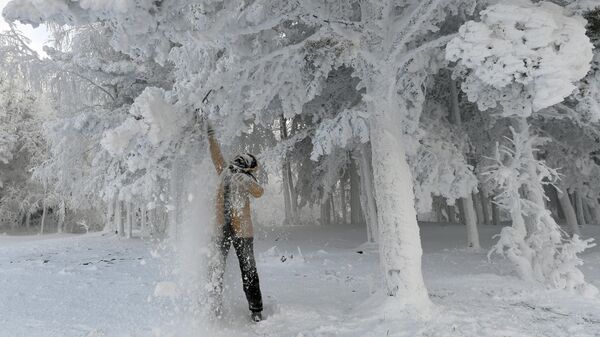 Женщина стряхивает снег с веток во время прогулки в 30-градусный мороз в лесу на берегу Енисея в Красноярском крае