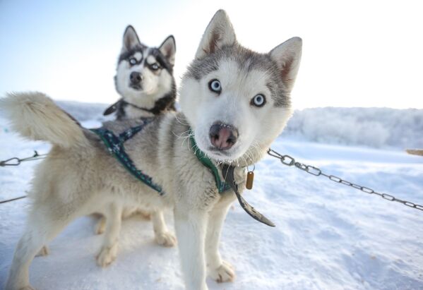 Ездовые собаки породы сибирский хаски в туристическом парке Северное сияние в Мурманской области